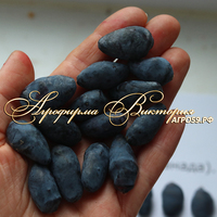 Жимолость БОРЕАЛ БЕСТ ("Boreal Beast" - "Северное чудовище", Канада) (КРУПНОМЕР! ОГРОМНЫЙ КУСТ, УРОЖАЙ В ГОД ПОСАДКИ) Жимолость БОРЕАЛ БЕСТ ("Boreal Beast" - "Северное чудовище", Канада) (КРУПНОМЕР! ОГРОМНЫЙ КУСТ, УРОЖАЙ В ГОД ПОСАДКИ)